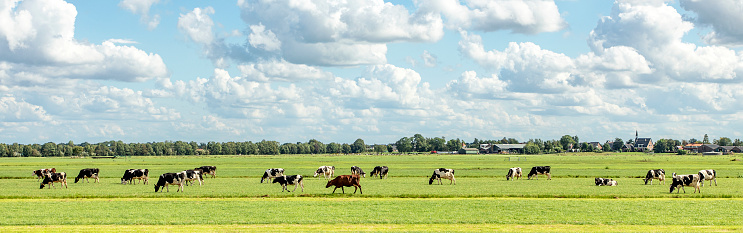 Group of cows grazing in the pasture, peaceful and sunny in landscape of flat land with a blue sky with clouds on the horizon, wide view