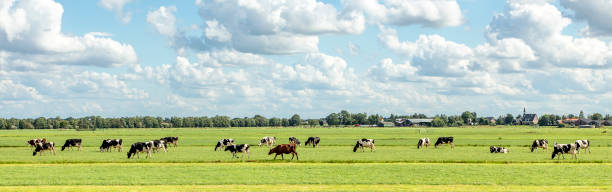 Herd of cows grazing in the field, peaceful and sunny in Dutch landscape of flat land with a blue sky with clouds on the horizon, wide view Group of cows grazing in the pasture, peaceful and sunny in landscape of flat land with a blue sky with clouds on the horizon, wide view wide field stock pictures, royalty-free photos & images