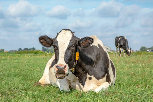 istock Cow lying down, showing teeth while chewing, stretched out in the green pasture, relaxed and happy, in Holland 1248939502