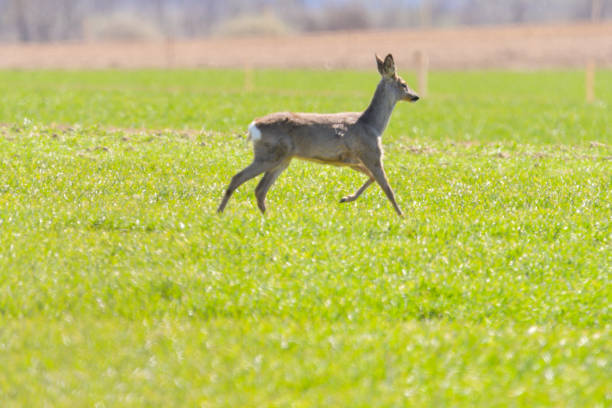 Male roe deer (Capreolus capreolus) or roebuck standing in wetlands in summer at Steart Marshes, Somerset, United Kingdom