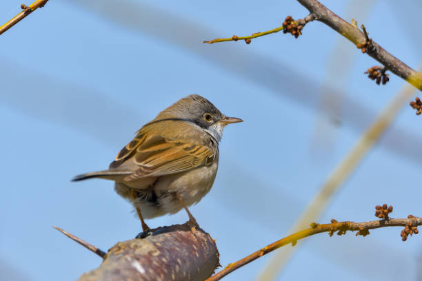 Female Stonechat Perched on a Twig