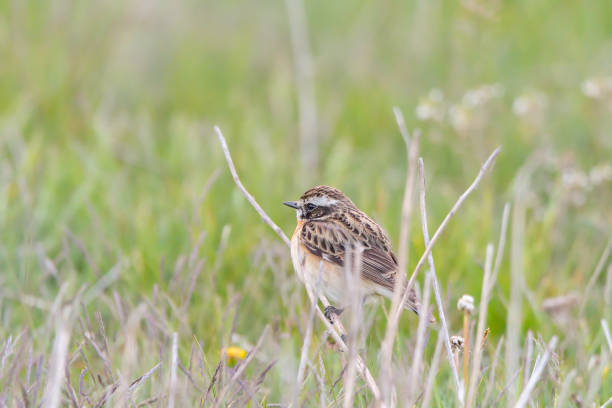istock Whinchat in natural habitat (saxicola rubetra) 1248940998