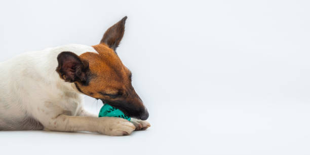 istock Cute fox terrier puppy chews on a ball, white backdrop. 1248941094