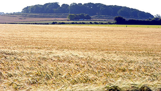 A wheat field crop ready for harvest in the foreground with Badbury Rings, ancient Hill Fort behind, Kingston Lacey, Dorset, England