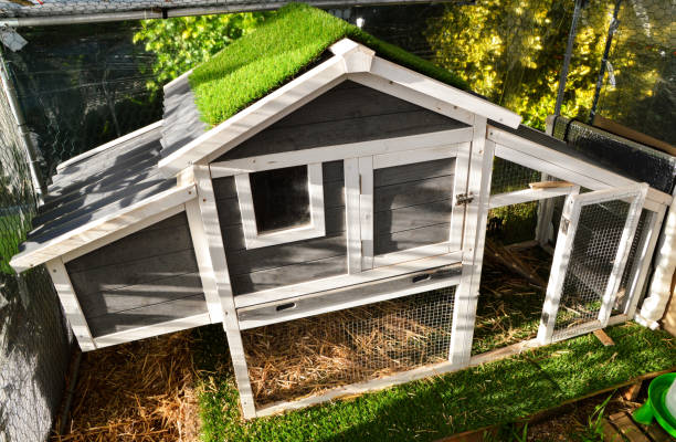 istock hen house or chicken coop 1248941276
