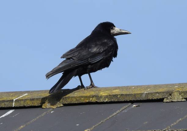 Free Stock Photo of Black Bird Perched on Roof | Download Free Images ...