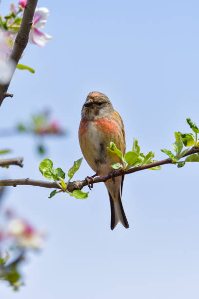 istock A Linnet, or common Linnet, (Linaria cannabina), male, perched on a branch 1248941604