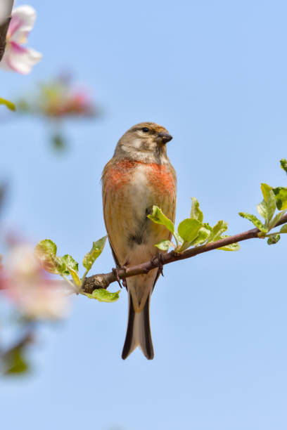istock A Linnet, or common Linnet, (Linaria cannabina), male, perched on a branch 1248941664