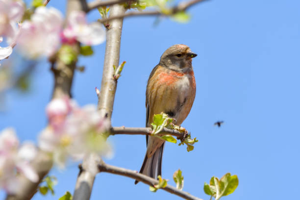 istock A Linnet, or common Linnet, (Linaria cannabina), male, perched on a branch 1248941699