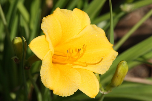 Close-up of a bright yellow Stella de Oro flower bloom, with buds, on a blurred green background.