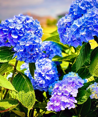 Thick plantings of hydrangeas growing by the beach