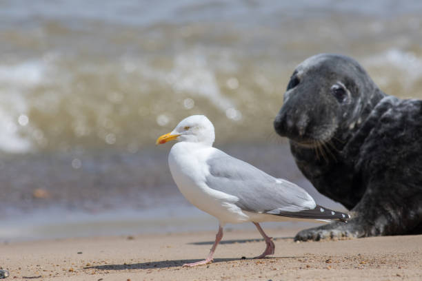 Coastal wildlife. Herring gull on the beach with seal watching.