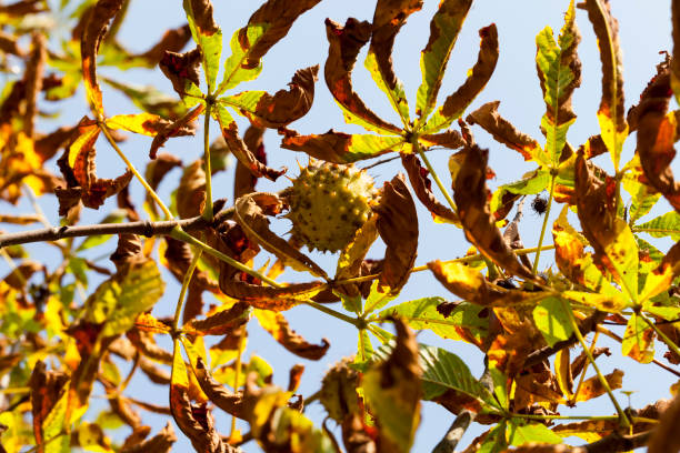 beautiful natural chestnut foliage - abounding imagens e fotografias de stock