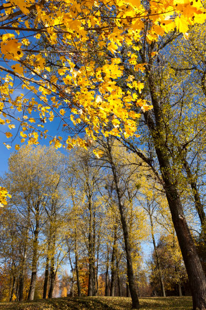 leaves in the autumn - abounding imagens e fotografias de stock