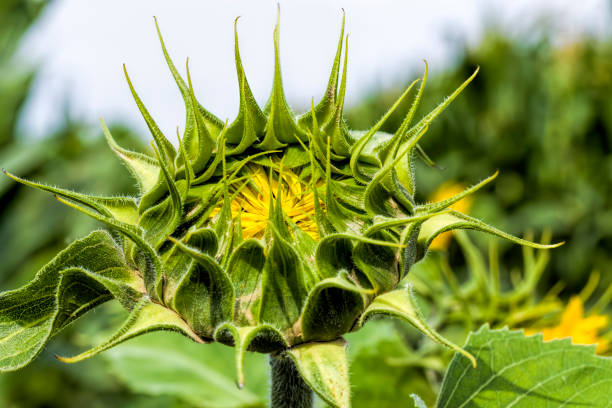 istock bright yellow petals on yellow sunflowers 1248945405