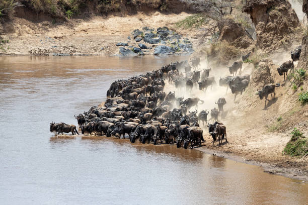 istock Wildebeest preparing to cross the Mara River 1248945463