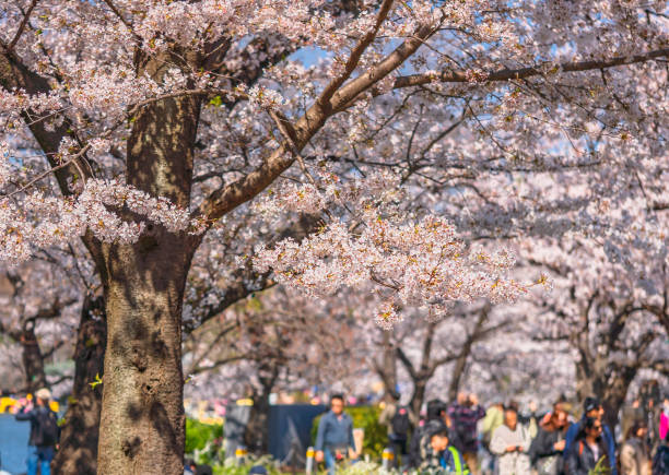 istock Japanese cherry blossoms tree with defocused people 1248945665