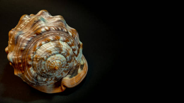 istock seashell with brown and orange colors on black background 1248946193