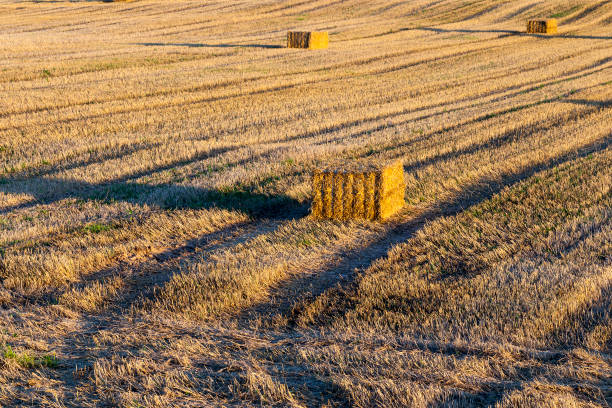 istock the sharp stalks of the stubble 1248946816