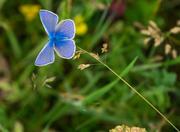 istock Common blue Butterfly, Polyommatus Icarus in a natural meadow. 1248947165