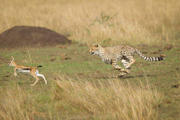 istock Cheetah high speed chase in Masai Mara Kenya 1248947382