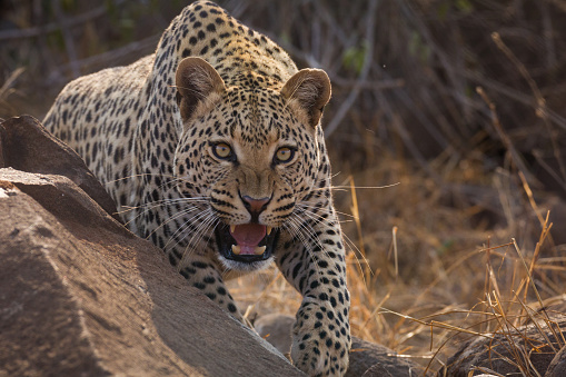 One aggressive adult leopard coming out from behind a big rock snarling in the warm afternoon light in Kruger Park South Africa