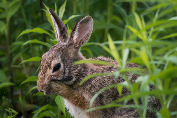 istock do a facial massage with the bunny 1248947661