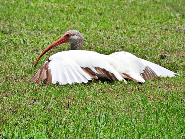 istock White Ibis (Eudocimus albus) juvenile lying down in the grass 1248948468