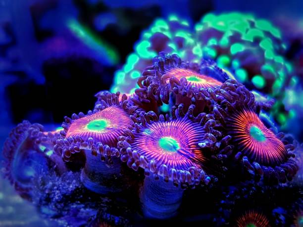istock Zoanthids soft polyps - Flowers of the reef aquarium tanks 1248948598