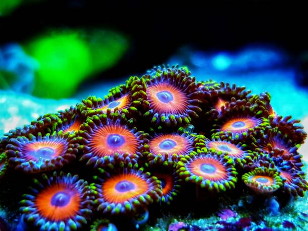 istock Zoanthids soft polyps - Flowers of the reef aquarium tanks 1248948599