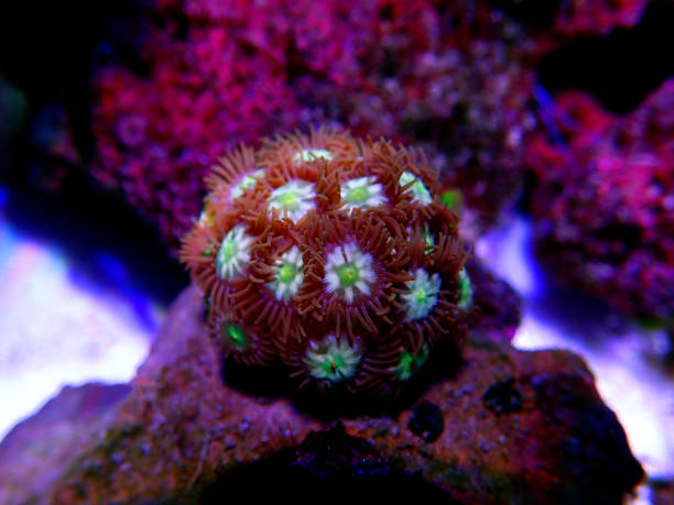 istock Zoanthids soft polyps - Flowers of the reef aquarium tanks 1248948600