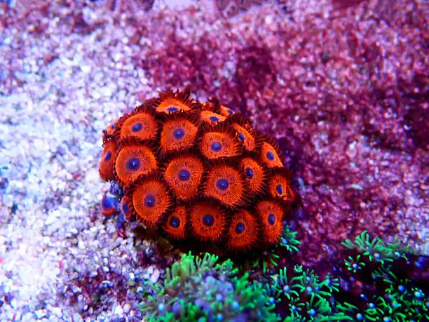 Photo of Zoanthids soft polyps - Flowers of the reef aquarium tanks