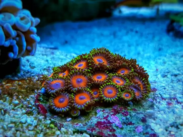 Photo of Zoanthids soft polyps - Flowers of the reef aquarium tanks