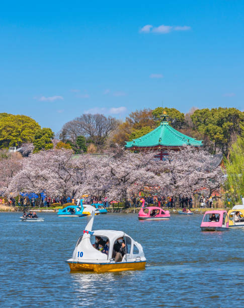 Family with face mask enjoying swan boats and cherry blossoms of Ueno park. tokyo, japan - march 31 2020: Japanese family with face mask enjoying swan boat pedalo in the Shinobazu pond in front of the Bentendo Hall of Kaneiji temple surrounded by cherry blossoms in Ueno park shinobazu pond stock pictures, royalty-free photos & images