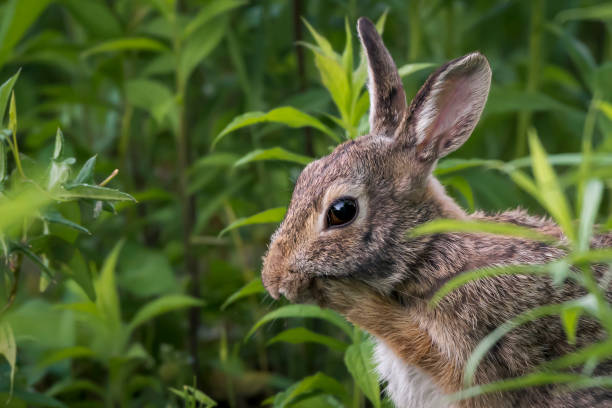 istock do a face lifting massage with the bunny 1248949272