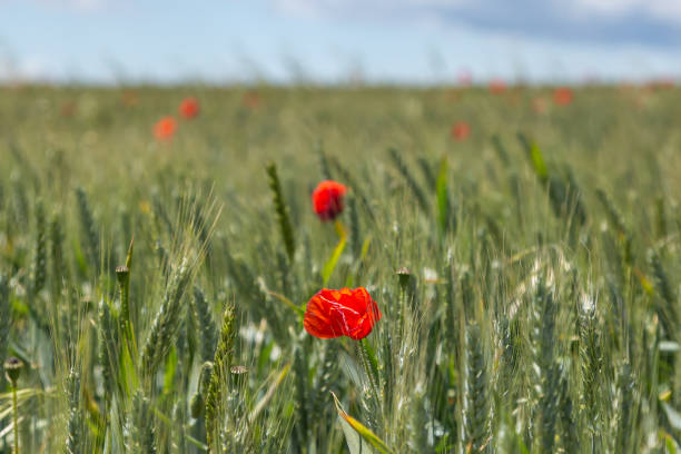 istock Poppies in a Field of wheat 1248949367
