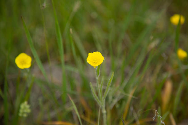 istock yellow flower in the field 1248949692