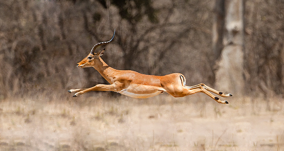 un imapala macho (Aepyceros melampus) saltando en el aire photo