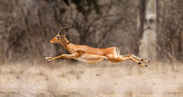 a male imapala (Aepyceros melampus) jumping in mid air this male impala was part of a larger group of imaplas who had been started by an alarm call from one of their lookouts. impala stock pictures, royalty-free photos & images