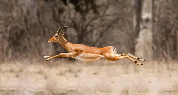 Photo of a male imapala (Aepyceros melampus) jumping in mid air