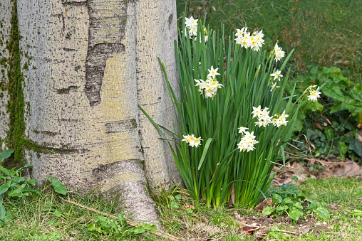 Plants and flowers of narcissus, daffodil, jonquil, growing at base of tree trunk.