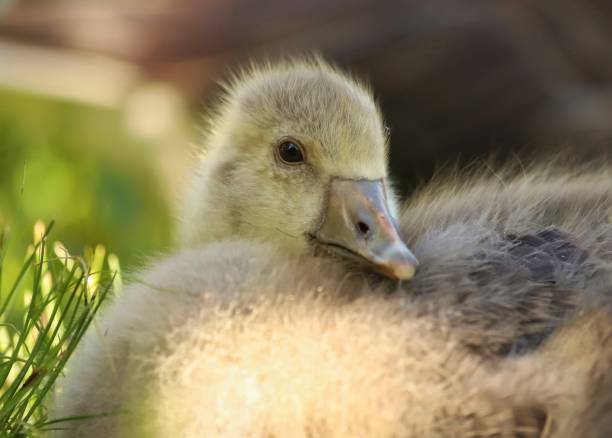 istock Portrait of a Gosling 1248951690