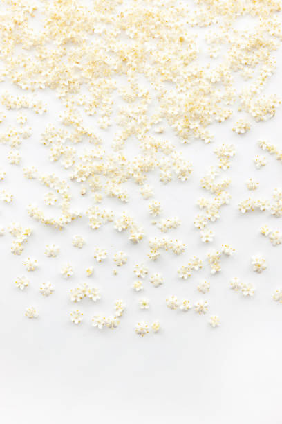 istock Elderflowers on a white background 1248951897