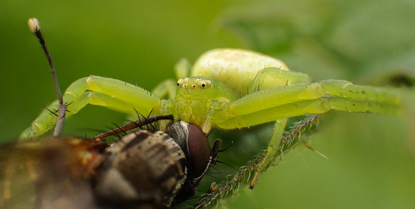 A Striped lynx spider waiting for a prey in a garden in Bali.