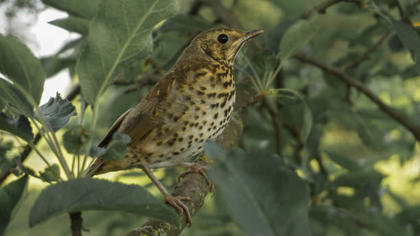 istock young thrush on a branch of apple tree, summer 1248952518