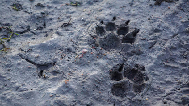istock dog footprints in the mud, summer evening 1248952528