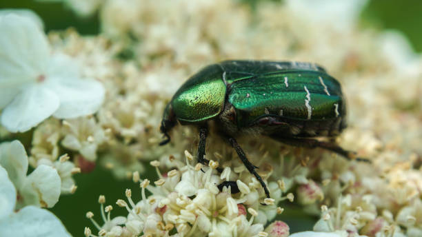 istock bright dung beetle collects pollen on white flowers 1248952563