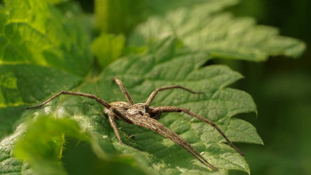 istock brown spider on a leaf awaiting a victim 1248952587