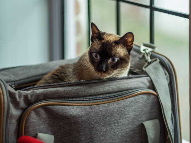 un chat siamois regarde hors d’un porteur - panier de voyage photos et images de collection