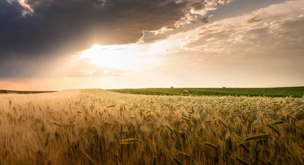 istock Open wheat field at sunset.Wheat field . 1248952819